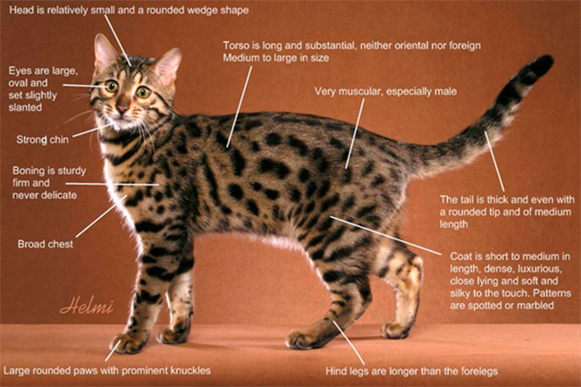 Detalhes de um gato da raça Bengal