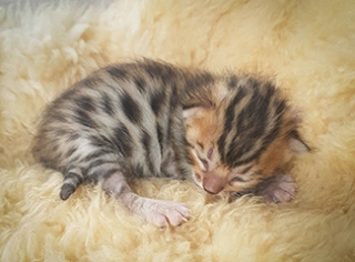 Filhote Gato Bengal 5282