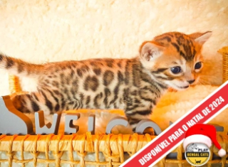 Filhote Gato Bengal 8521_